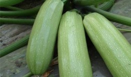 痛风瓜可以吃吗,痛风瓜是否适宜食用？