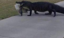 吃瓜的呆呆鱼,揭秘娱乐圈那些不为人知的幕后故事