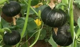 萌宝吃的瓜,甜蜜滋味，欢乐无限