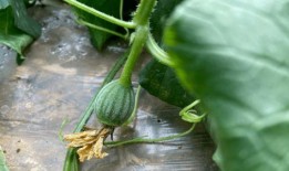 小时候吃烤瓜,那香烤瓜的甜蜜滋味