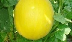 吃瓜金宝,网络红人的崛起之路