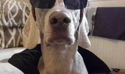 大佬狗吃瓜饼,一场美食与趣味的碰撞之旅