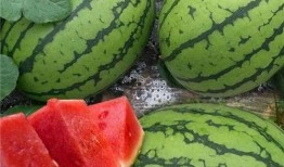 吃大瓜专用图,那些吃大瓜背后的真相与内幕