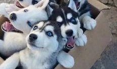 哈士奇吃瓜群众吗,揭秘狗狗的娱乐生活