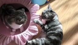 吃瓜猫头像,揭秘吃瓜猫的趣味生活