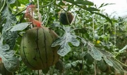 由吃瓜基地,一场别开生面的农业盛宴