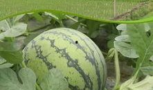 瓜地吃瓜新鲜采摘,尽享新鲜美味