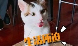 吃瓜看戏喵爷,揭秘娱乐圈幕后风云