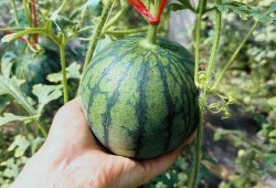 吃瓜题,吃瓜群众眼中的明星幕后故事