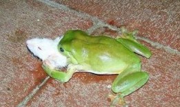 青蛙头套吃瓜,一场别开生面的吃瓜盛宴