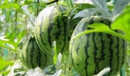 瓜地吃瓜新鲜采摘,尽享新鲜美味