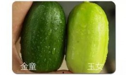 准备吃全瓜,尽享美味与营养的完美融合