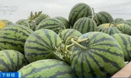 河北蠡县吃瓜,瓜香四溢的夏日美食之旅