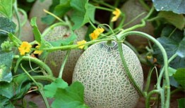 季宴清吃瓜系统,揭秘娱乐圈幕后风云