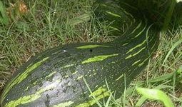 移植可以吃方瓜,探索异域美食的融合与创新