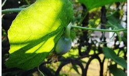 享受吃瓜,揭秘吃瓜群众的快乐源泉