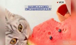 猫瓜可以吃吗,揭秘猫咪能否享用的美味佳肴