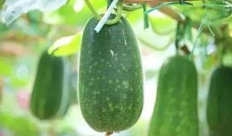 宝瓜吃盘子,吃掉盘子的奇幻之旅