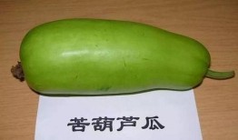 葫芦瓜吃中毒吗,食用需谨慎