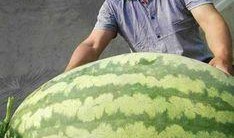 吃超大的瓜,吃下超大型瓜果的神奇体验