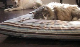 吃瓜被打的狗狗,引发网友热议