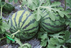 吃瓜直播水蜜桃,吃瓜直播，水蜜桃的甜蜜诱惑