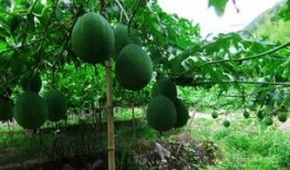 吊瓜水汽大怎么吃,巧用妙招轻松食用