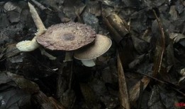 吃瓜影视菌,吃瓜影视菌带你领略影视圈那些事儿