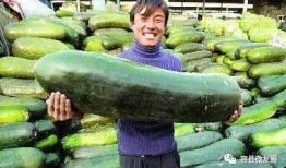 吃老汉瓜身体痒,吃老汉瓜，体验独特瘙痒乐趣