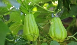 猴瓜是佛手瓜吗怎么吃,揭秘猴瓜的独特食用方法