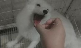 道具吃瓜狐狸,揭秘神秘道具背后的奇幻之旅