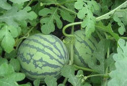 吃瓜2人,揭秘娱乐圈背后的秘密与真相