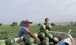 一年吃瓜记录,盘点那些让人“瓜”意盎然的瞬间