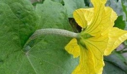 瓜苗瓜花怎么吃,探索夏日清新口感