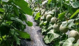 天天吃瓜吃撑了都不想吃,吃遍天下瓜，再无食欲挑战