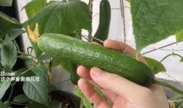 怀孕可以吃摘瓜,安全享用摘瓜的甜蜜滋味