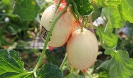 甜波吃瓜,揭秘娱乐圈甜蜜背后的瓜田秘事