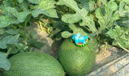 由吃瓜基地,一场别开生面的农业盛宴