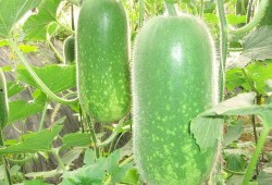 瓜哥吃瓜昆虫图片高清,高清图鉴揭秘昆虫世界