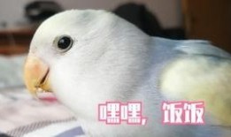 牡丹鹦鹉吃瓜,瓜果乐园探秘