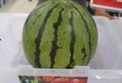 南宫雨轩吃瓜,揭秘娱乐圈幕后故事