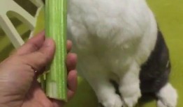 兔子吃脆瓜吗,探究小动物的特殊饮食习惯