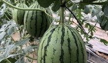 网红吃瓜千万,揭秘网络热点的背后真相