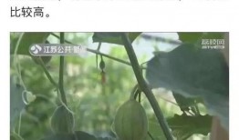常州的吃瓜,一瓜一世界，尽享地方风味