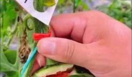 吃瓜视频壁纸高清,视觉盛宴，一睹为快