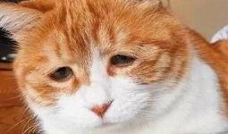 橘猫吃瓜表情包,萌态十足，笑料横生