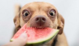 狗吃扶手瓜,扶手瓜的奇妙滋味