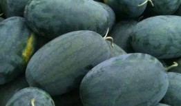 石狮宝盖吃瓜,探寻夏日吃瓜的清凉秘境