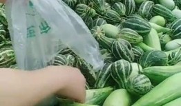 怎么吃拉瓜,解锁美味吃法，尽享拉瓜盛宴