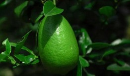 香水柠檬瓜怎么吃,香水柠檬瓜的多样食用指南